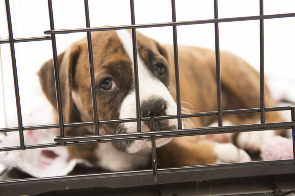 Fritt fram för hundsmugglare – om förslag till ny djurhälsolag antas