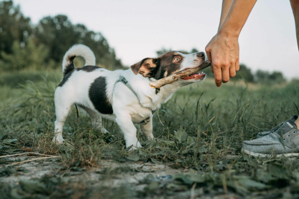 Apportering – lär hunden lämna av i handen
