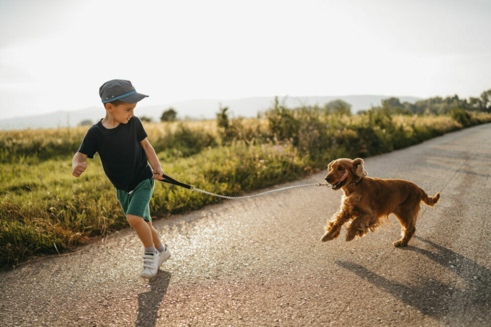 Så blir hund och barn bästisar – 8 tips