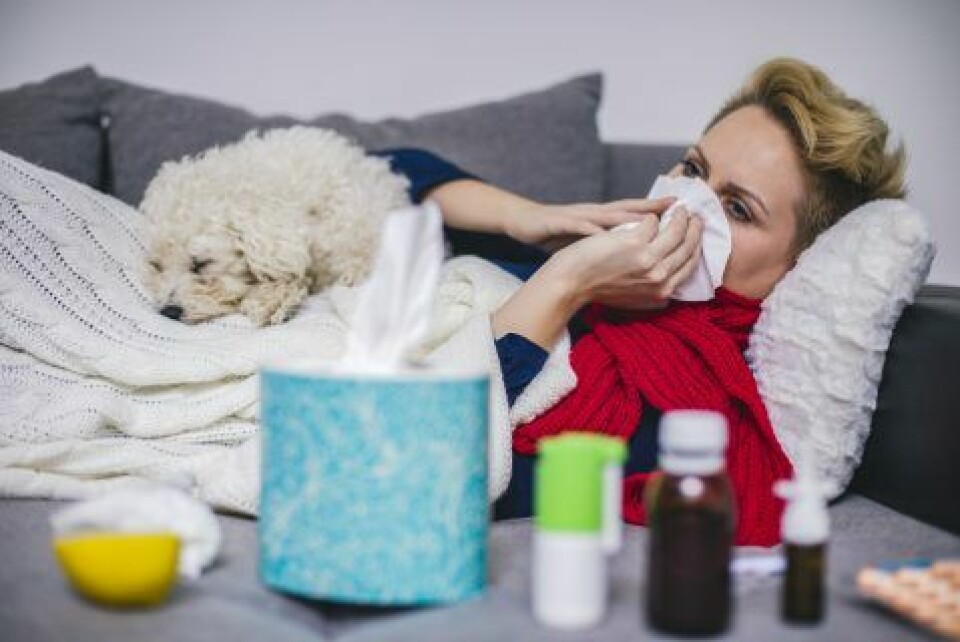 Kan jag smitta hunden med min förkylning?