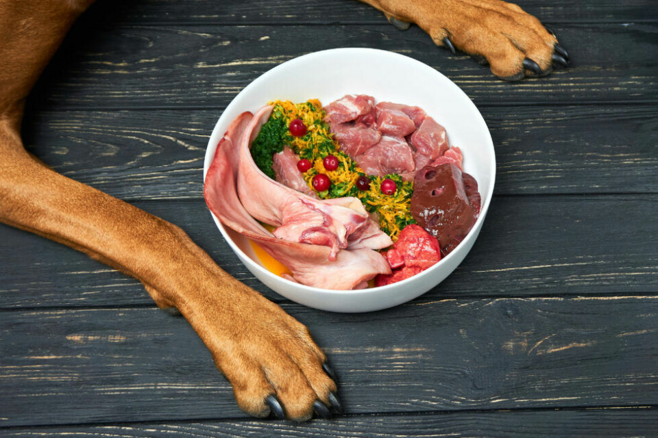 Brukar du ge din hund rått kött? Tänk på detta!