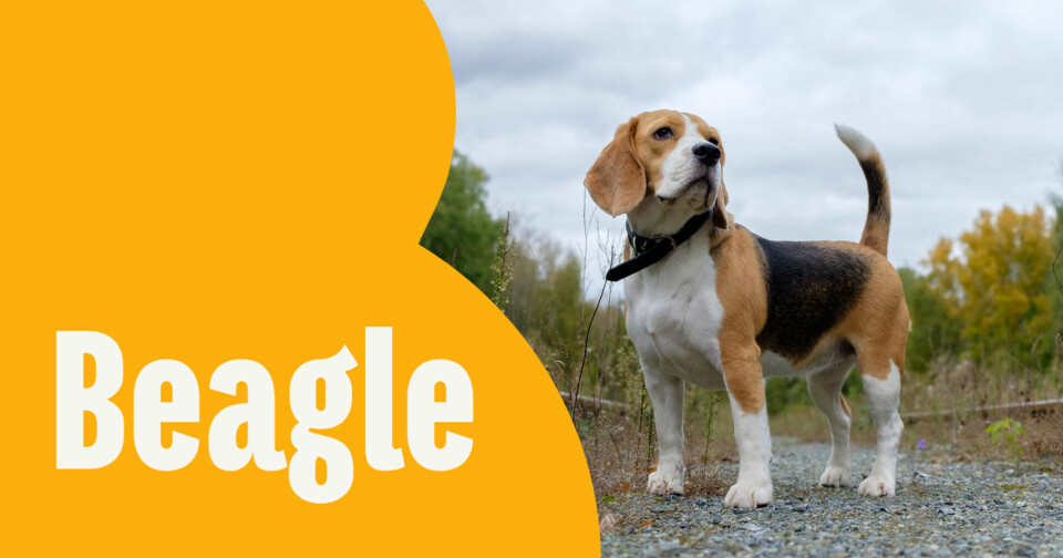 Passar en beagle dig?