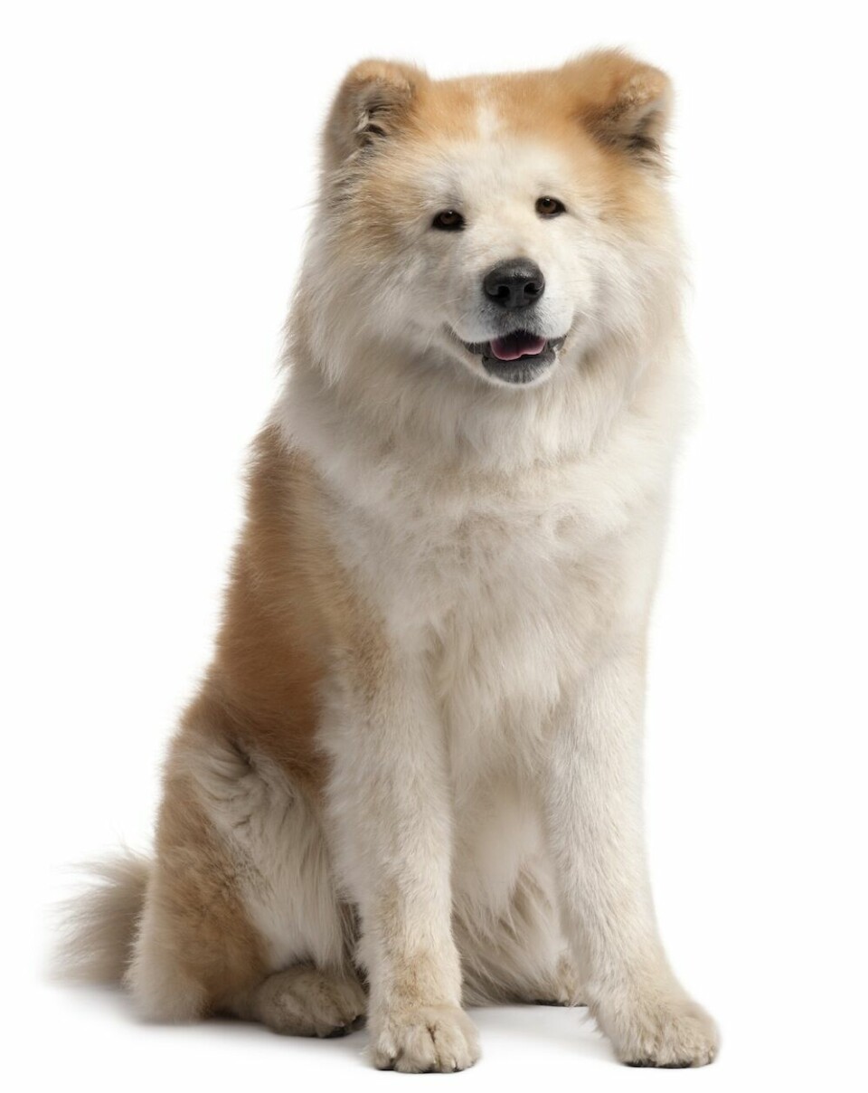 Akita Inu, 4 years old, sitting in front of white background