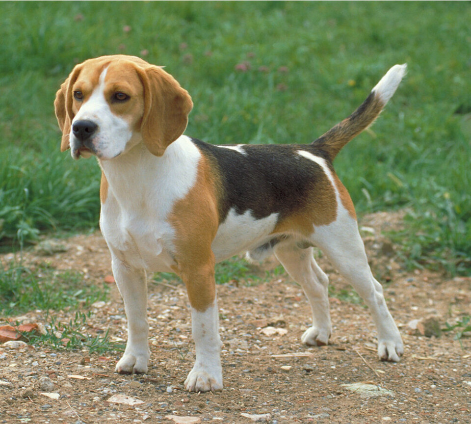 beagle8