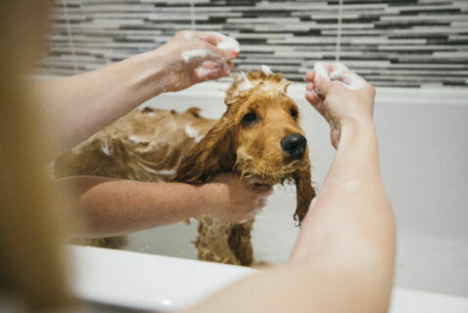 6 råd när du ska bada din hund