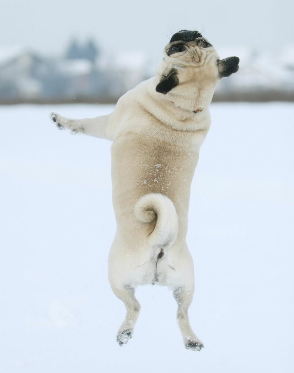 Pug jumping in snow