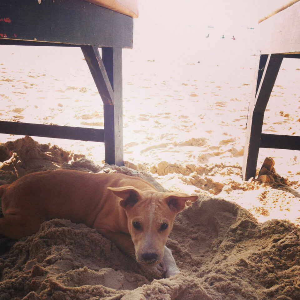 Gräva i sanden är det bästa som finns!