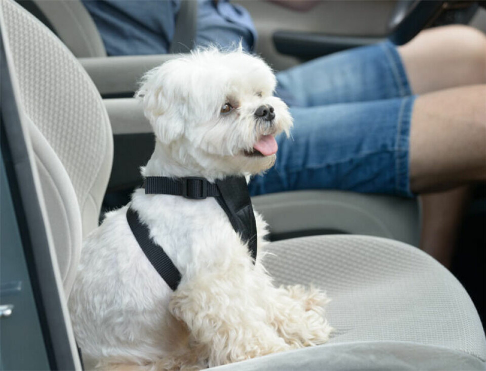 Åker DIN hund säkert i bilen?