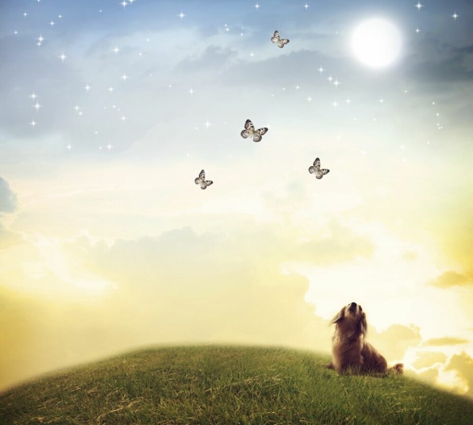 Hundhimlen – till minne av älsklingar som inte finns längre