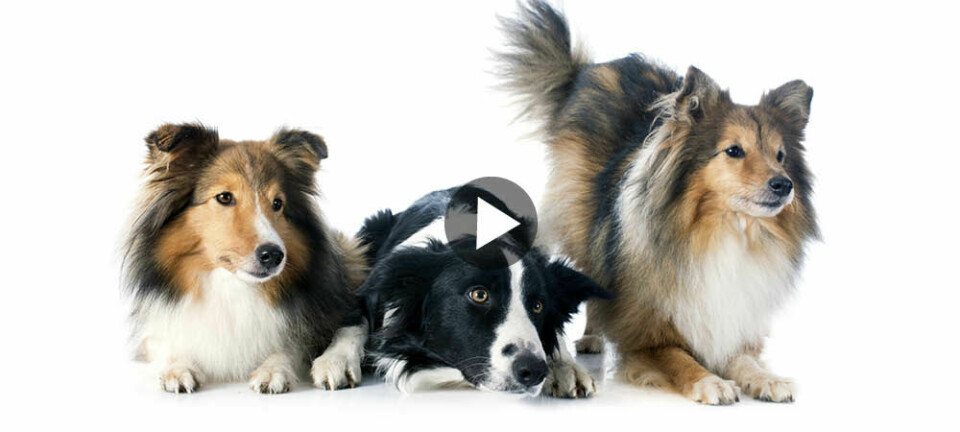 Film: Hundens språk Del 2