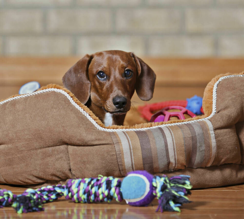 6. Hunden i ditt liv har givetvis en bädd i varje rum i ert hem. Minst.