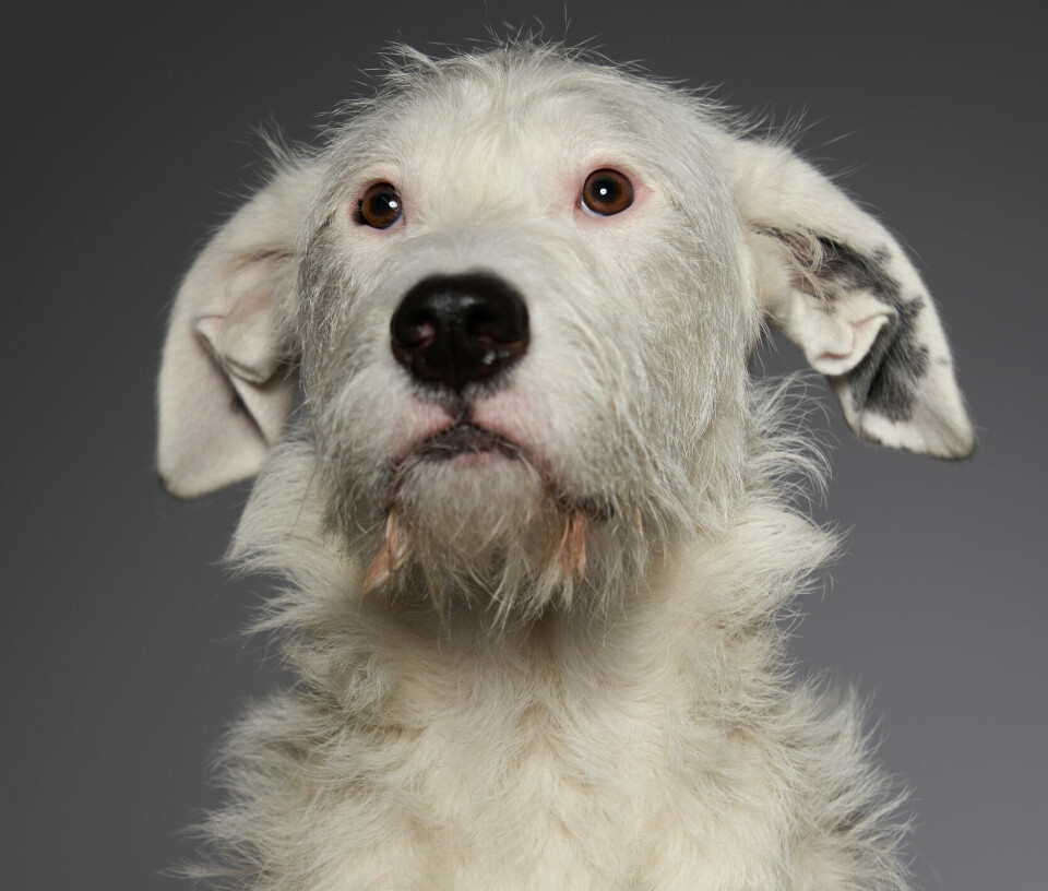 Rescuedog från Rumänien, Ivar