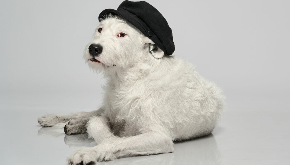 Ïvar gatuhund vit hund med basker