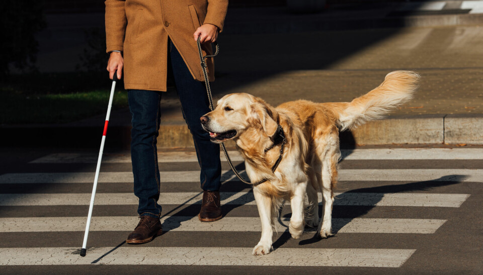 Blind man går över övergångsställe med blindkepp och ledarhund