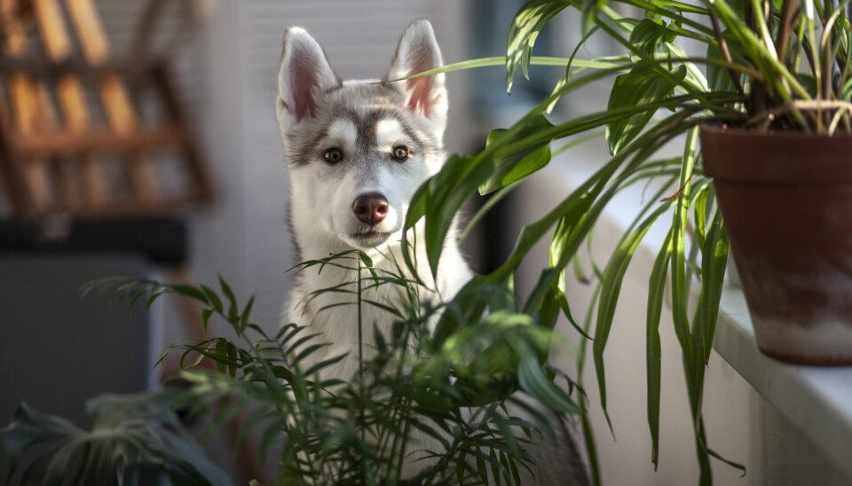 en hund som sitter bland växter inomhus