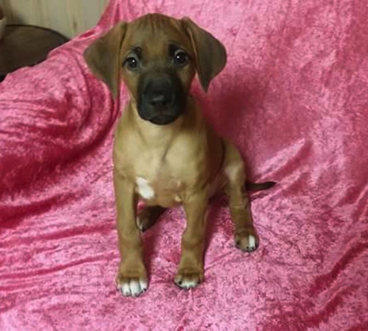 Kokraklarini suratga olish